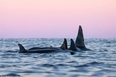 24hr Northern Lights & Whale Watching Cruise - Your floating base: cabins, 3-course dinner, and the Panorama lounge