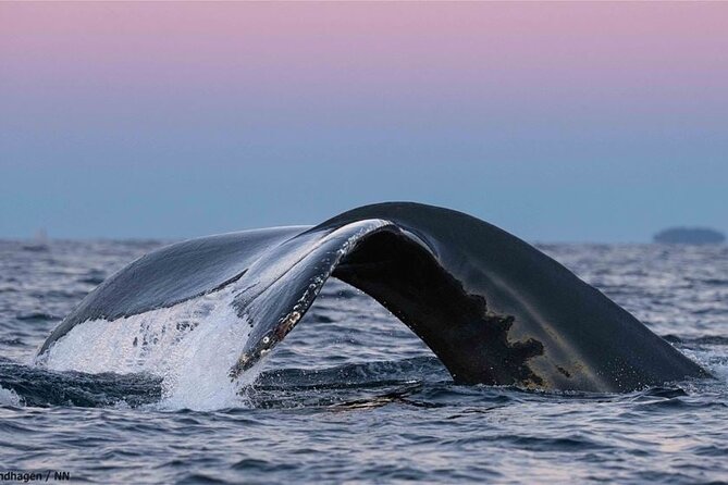 24hr Northern Lights & Whale Watching Cruise - The rhythm of a 24-hour cruise: pace, comfort, and winter prep