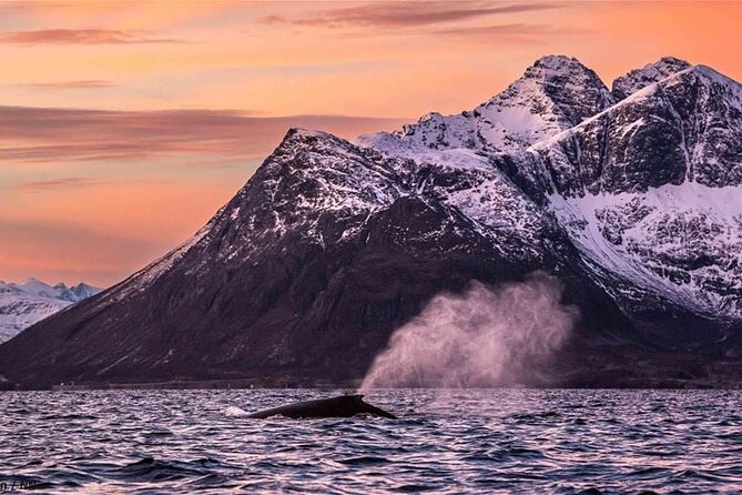 24hr Northern Lights & Whale Watching Cruise - Should you book this 24-hour Northern Lights & Whale Watching cruise?
