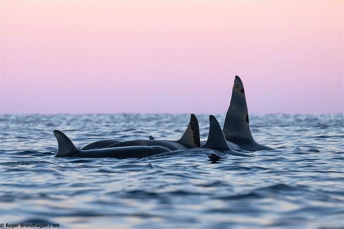24hr Northern Lights & Whale Watching Cruise - Your floating base: cabins, 3-course dinner, and the Panorama lounge
