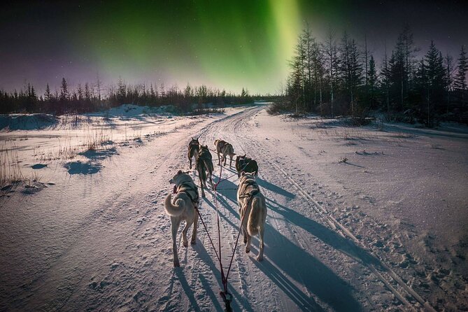 4hr Dog Sledding Tour under the Northern Lights - Why Alta is built for the Northern Lights (and dog sledding)