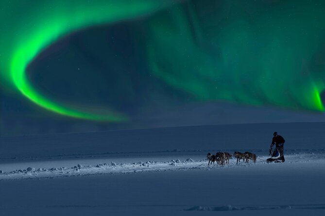 4hr Dog Sledding Tour under the Northern Lights - Getting there: Markedsgata 6 to Gargia by minibus