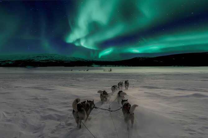 4hr Dog Sledding Tour under the Northern Lights - The 60-minute outdoor ride: driving time, swapping, and aurora stops