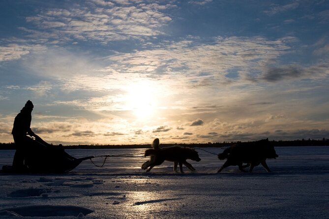 4hr Dog Sledding Tour under the Northern Lights - Gargia lodge break: hot drinks, dog care, and a calmer pace