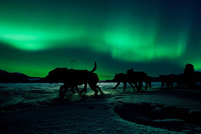 4hr Dog Sledding Tour under the Northern Lights - Training with huskies: how the sled setup feels in real life