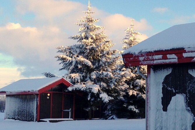 5-Days Land of Northern Lights Tour from Reykjavík - The Golden Circle, plus horses and geothermal greenhouses