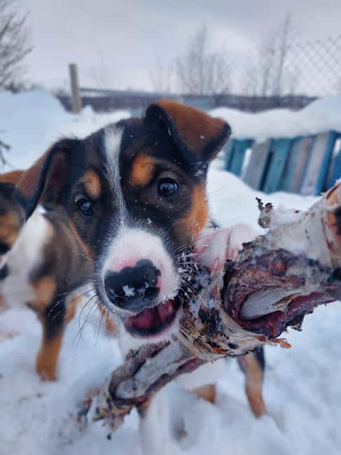Abisko: Northern Lights Hike with Husky Puppies - What’s Included: The Gear and Comfort Pieces That Add Real Value
