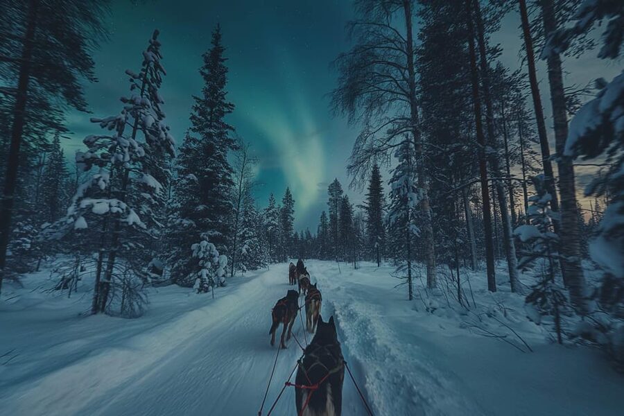Alta: Dog Sledding Trip under the Northern Lights - Who should book this Alta husky and lights trip?