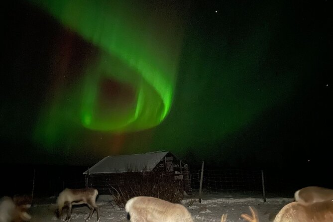 Arctic Adventure with Reindeer and Northern Lights Hunt 18:30 pm - Key highlights you’ll feel right away