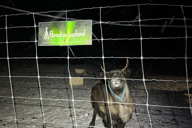 Arctic Adventure with Reindeer and Northern Lights Hunt 18:30 pm - The minibus ride to Övre-Soppero: longer, darker, and worth it