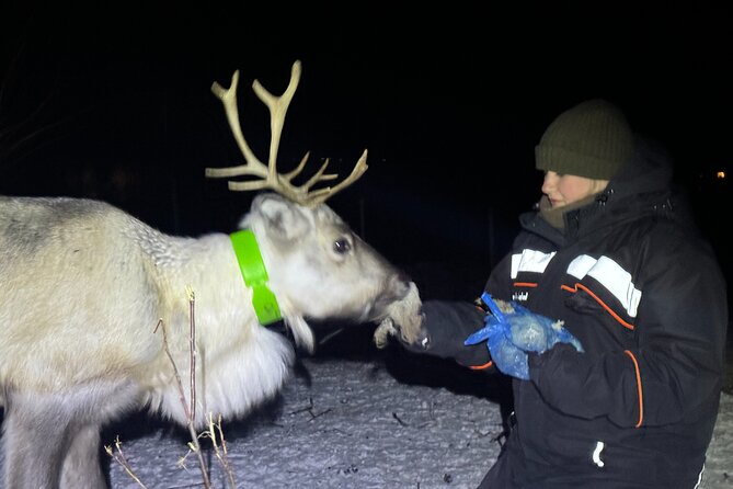 Arctic Adventure with Reindeer and Northern Lights Hunt 18:30 pm - Northern Lights hunt: your “best chances” moment is the sky, not the schedule