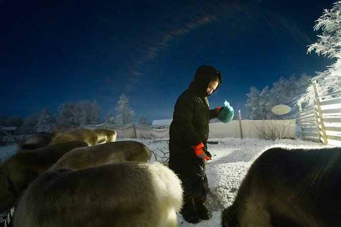 Arctic Adventure with Reindeer and Northern Lights Hunt 18:30 pm - Sámi culture at the village: context that makes the reindeer stop matter more