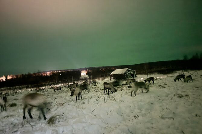 Arctic Adventure with Reindeer and Northern Lights Hunt 18:30 pm - Small-group feel: why max 8 travelers changes the experience