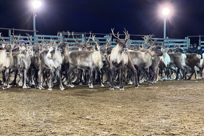 Arctic Adventure with Reindeer and Northern Lights Hunt 18:30 pm - Price and value of this $250 Kiruna night