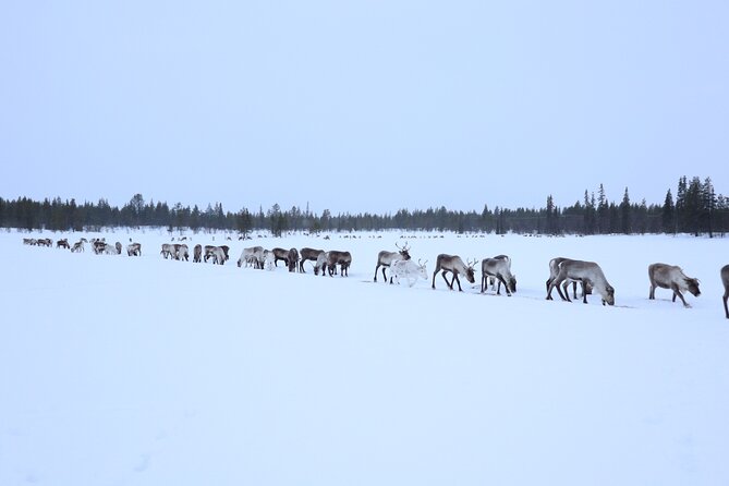 Aurora Hunting with Reindeer Caravan - Feeding the herd: White Moss, calm hands, and real routine