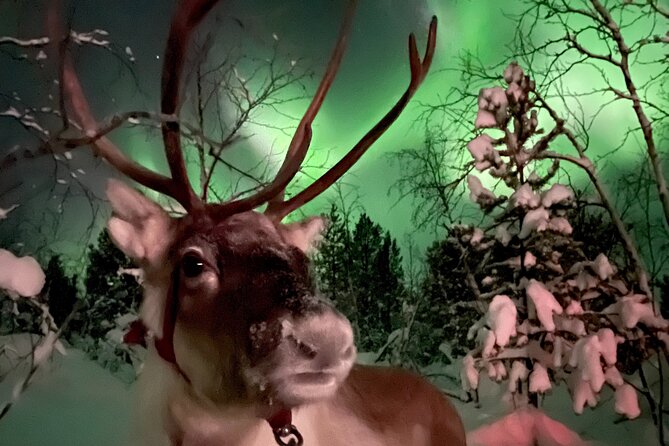 Aurora Hunting with Reindeer Caravan - The reindeer sled ride (rajd): the silence you came for