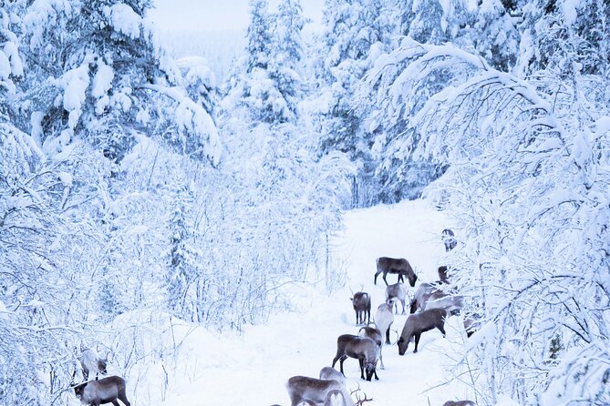 Aurora Hunting with Reindeer Caravan - Who this tour is best for (and who should consider alternatives)