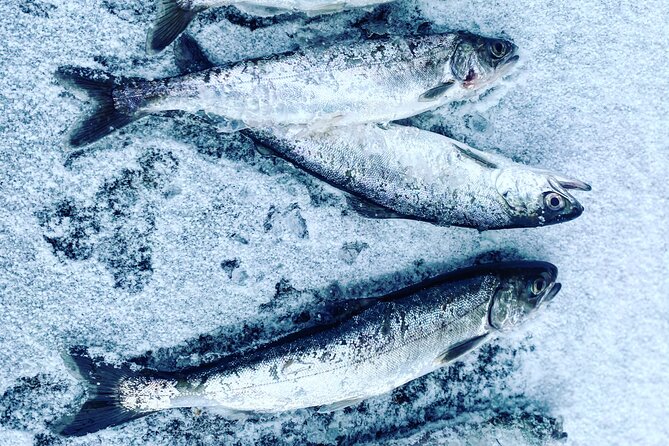 "Aurora Ice" - Ice Fishing & Salmon Dinner Tour - Ice Fishing and the Northern Lights, from the Same Warm Seat
