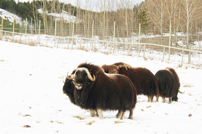 Discover Whitehorse with Northern Lights and Yukon Wildlife Tour - Day 2: Whitehorse city tour stops you’ll actually notice