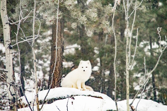 Discover Whitehorse with Northern Lights and Yukon Wildlife Tour - Day 2 evening: Yukon Wildlife Preserve for close big-mammal viewing