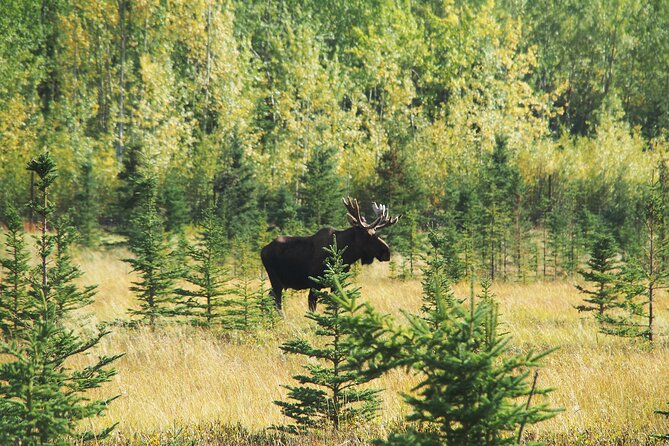 Discover Whitehorse with Northern Lights and Yukon Wildlife Tour - Day 4: airport transfer and a smooth exit