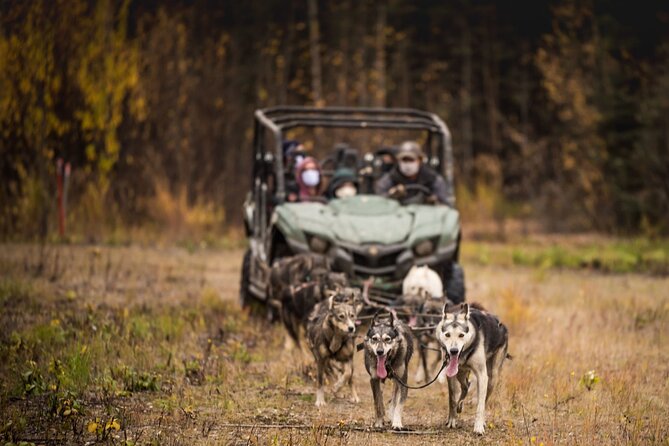 Fall Aurora Mushing Cart Ride Bucket List Adventure - Meeting at Last Frontier Mushing Co-op: What You’re Really Signing Up For