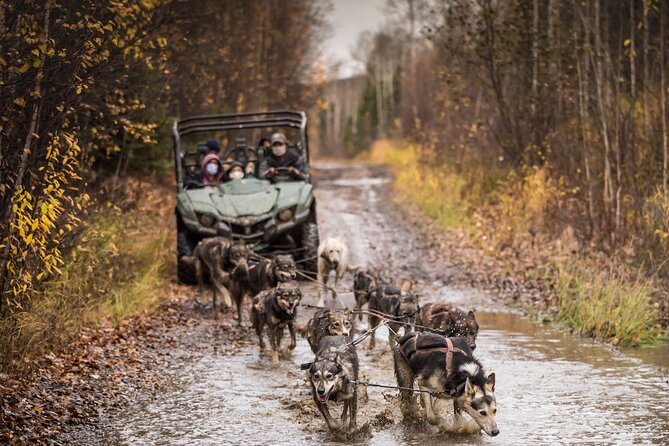 Fall Aurora Mushing Cart Ride Bucket List Adventure - The Side-by-Side Mushing Ride: Comfortable Power Through Snowy Trees
