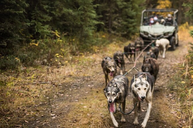 Fall Aurora Mushing Cart Ride Bucket List Adventure - Northern Lights: Warm Waiting Beats Cold Guesswork