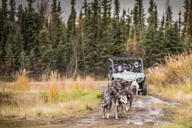 Fall Aurora Mushing Cart Ride Bucket List Adventure - Included vs Not Included: What You Need to Plan