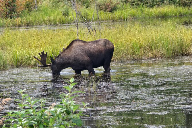 Fire & Ice: Chena Hot Springs, Ice Museum + Aurora Adventure - Who Should Book This Tour (and Who Might Skip It)