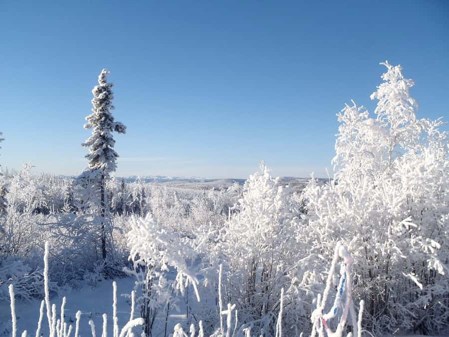 From Fairbanks: Northern Lights and Arctic Circle Tour - From Fairbanks to the Arctic Circle: what 14 hours really feels like