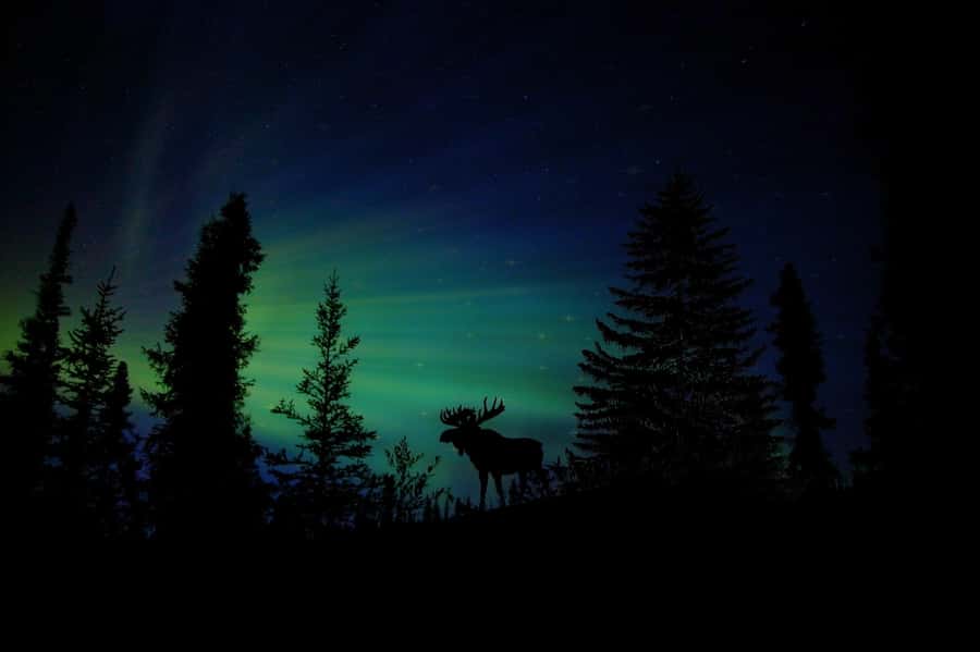 From Fairbanks: Northern Lights and Arctic Circle Tour - Should you book this Fairbanks Arctic Circle and Northern Lights tour?