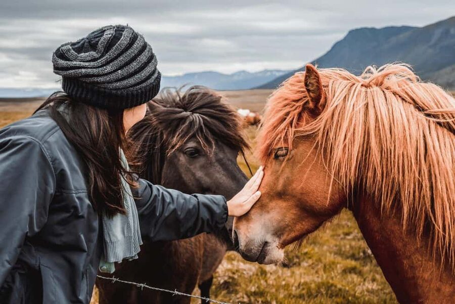 From Reykjavík: 5-Day Northern Lights Hunt & Glacier Lagoon - Golden Circle and Friðheimar: where big sights and weird science meet