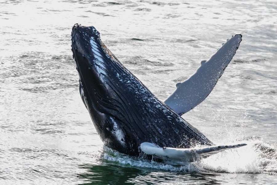 From Reykjavik: Whales and Northern Lights Boat Tour - Why this combo tour is worth your one day in Reykjavik