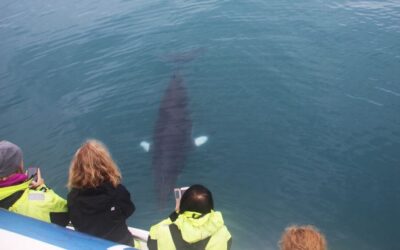 From Reykjavik: Whales and Northern Lights Boat Tour - Old Harbour check-in and the whale cruise timing (what to expect)