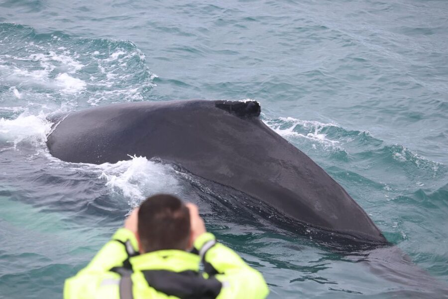 From Reykjavik: Whales and Northern Lights Boat Tour - The shift from day whales to night auroras at sea