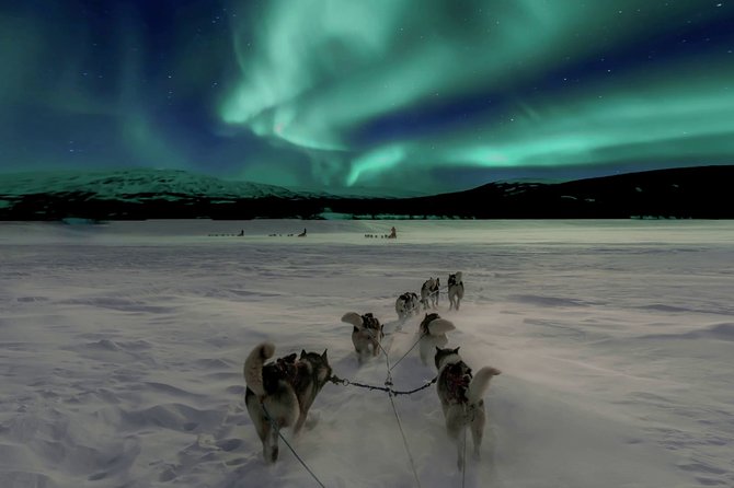 Hunting Northern Lights with Husky - Husky Sled Meets Aurora Night from Santa Claus Holiday Village