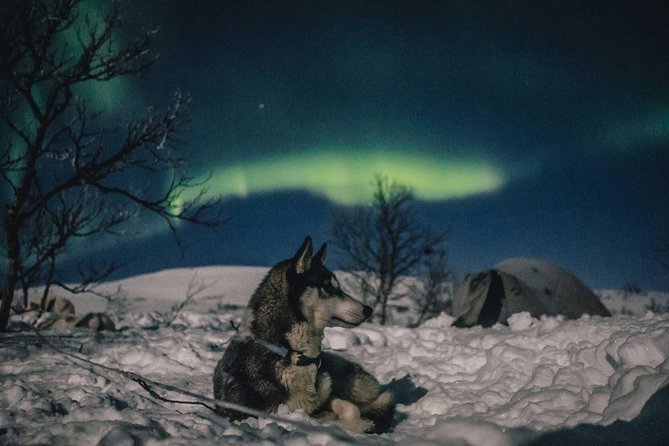 Hunting Northern Lights with Husky - Price and Value: What You’re Really Paying For