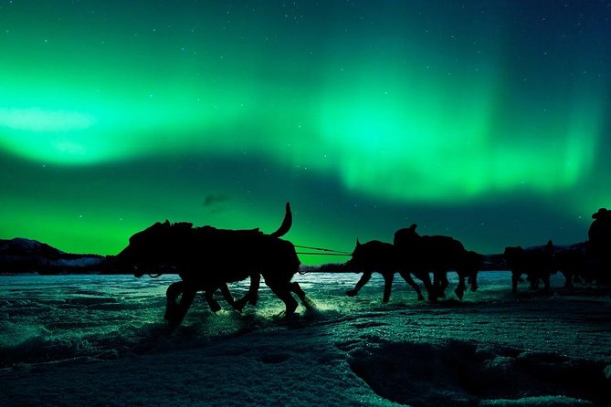 Hunting Northern Lights with Husky - Who This Husky and Northern Lights Tour Suits Best