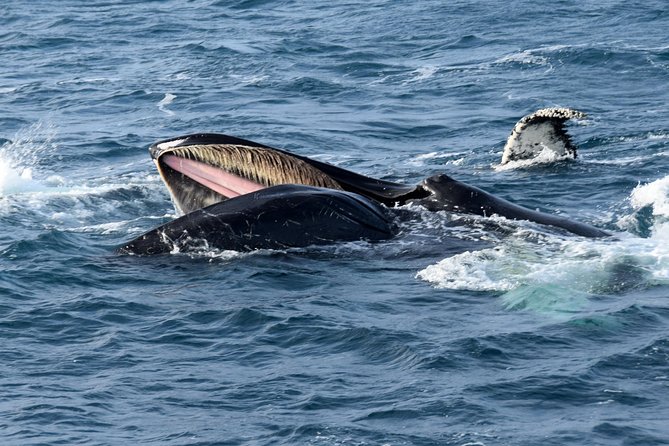 Iceland Super Saver: Northern Lights Cruise plus Whale-Watching Tour from Reykjavik - Key points before you book