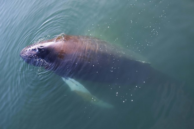 Iceland Super Saver: Northern Lights Cruise plus Whale-Watching Tour from Reykjavik - Why this Reykjavik super-saver is smart for a short trip