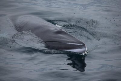 Iceland Super Saver: Northern Lights Cruise plus Whale-Watching Tour from Reykjavik - Whale-watching in Faxaflói Bay: 3.5 hours of marine life spotting