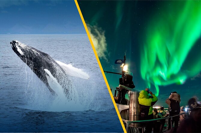 Iceland Super Saver: Northern Lights Cruise plus Whale-Watching Tour from Reykjavik - Gear, app, and onboard comfort that make a real difference