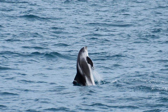 Iceland Super Saver: Northern Lights Cruise plus Whale-Watching Tour from Reykjavik - When to do both: same-day vs splitting the tours