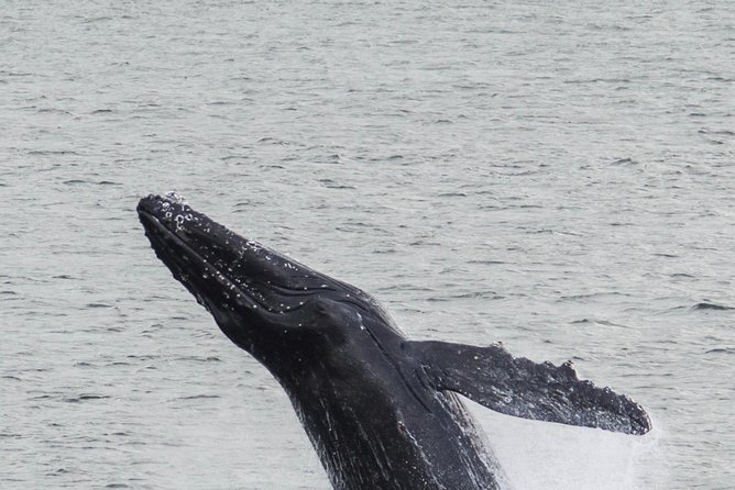 Iceland Super Saver: Northern Lights Cruise plus Whale-Watching Tour from Reykjavik - Price and value: what you’re really paying for