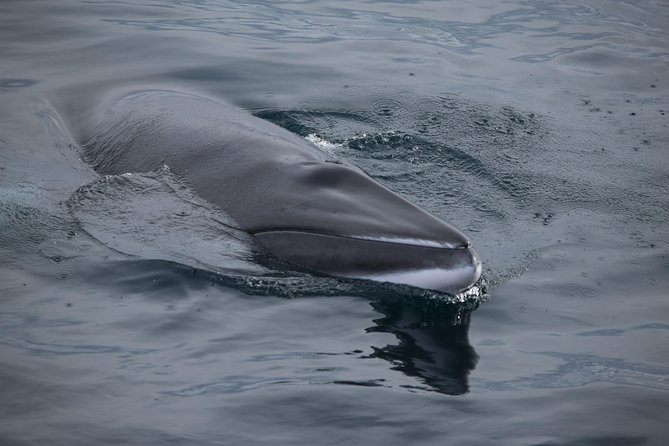 Iceland Super Saver: Northern Lights Cruise plus Whale-Watching Tour from Reykjavik - Whale-watching in Faxaflói Bay: 3.5 hours of marine life spotting