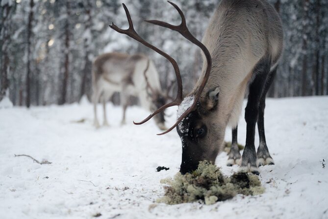 Ivalo: Aurora Hunting with Reindeer - Suopunki lasso practice: a hands-on way to understand herding culture
