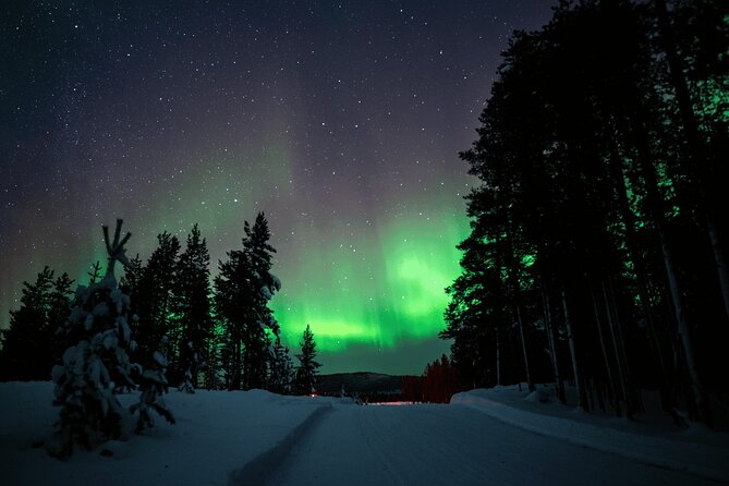Ivalo: Aurora Hunting with Reindeer - Close contact with reindeer: learning the herd cycle in plain language