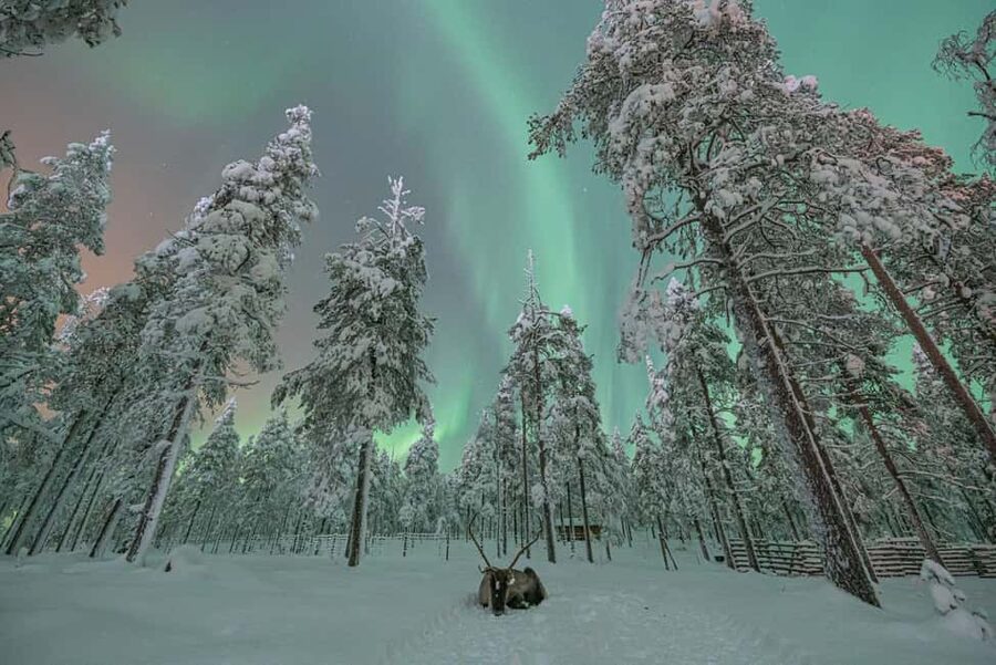 LEVI Adults Only Northern Lights Hunt with Snowshoeing - Value For $259: What You’re Really Paying For