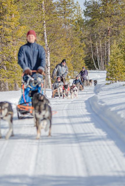 Levi: Evening Husky Sled Ride under the Northern Lights - Key highlights before you go